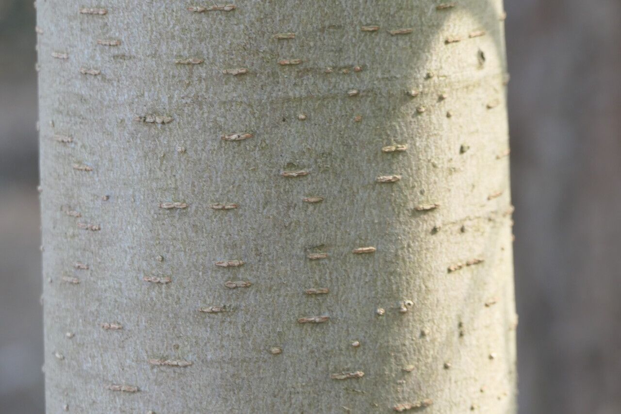 Magnolia decidua bark