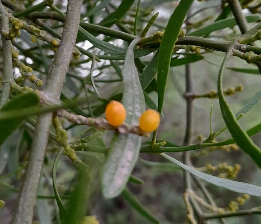 Phoradendron quadrangulare fruit