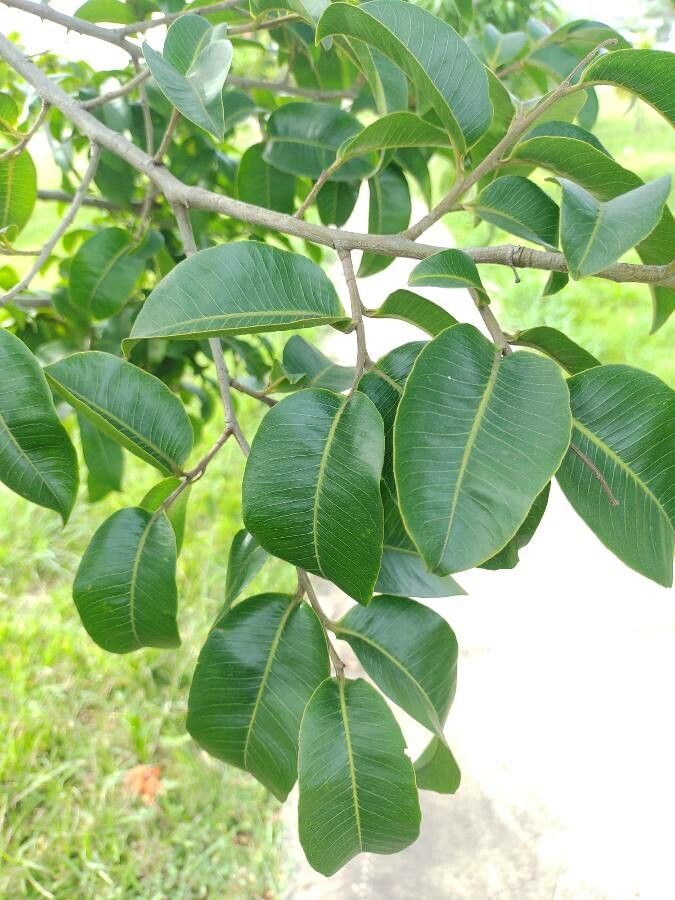 Cariniana rubra — houseplant care guide