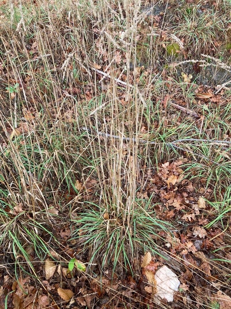 Agrostis exarata habit