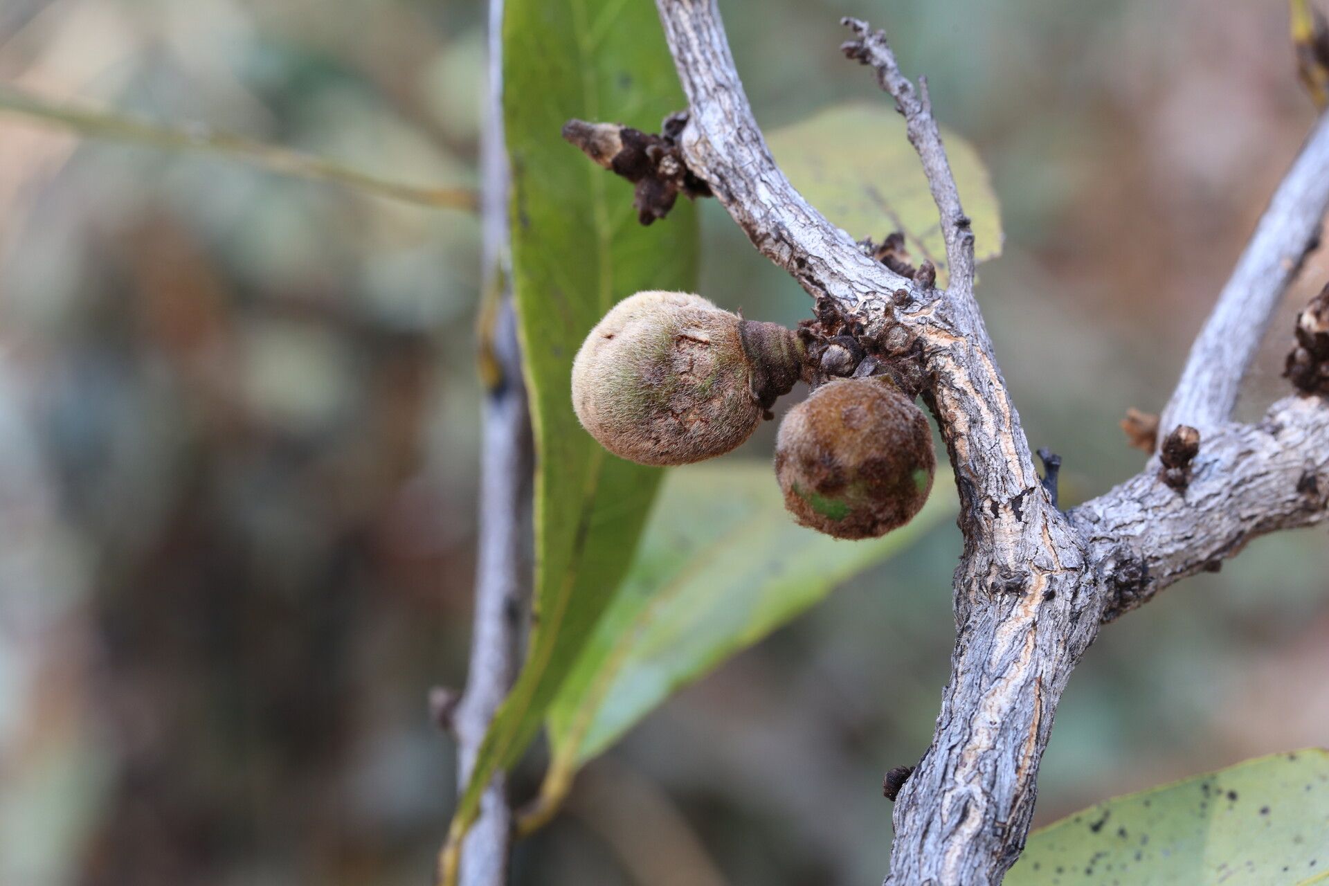 Diospyros batocana fruit
