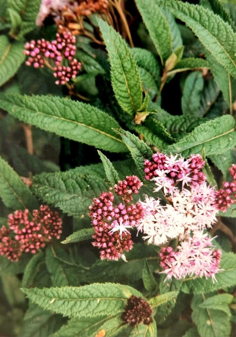 Hydrangea febrifuga flower