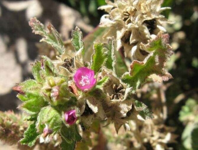 Sphaeralcea emoryi flower