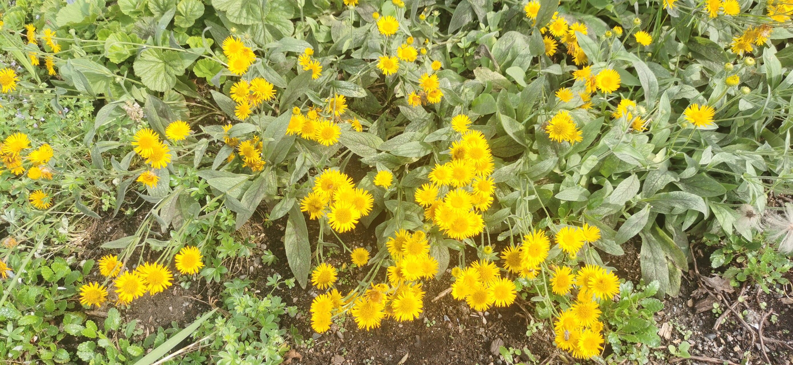 Pentanema oculus-christi flower