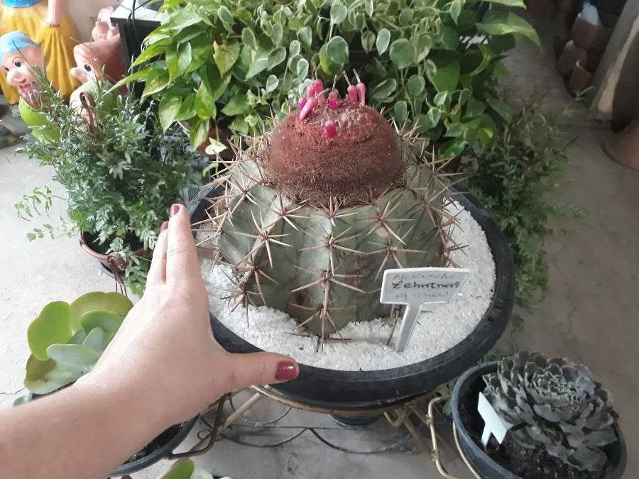 Melocactus intortus leaf