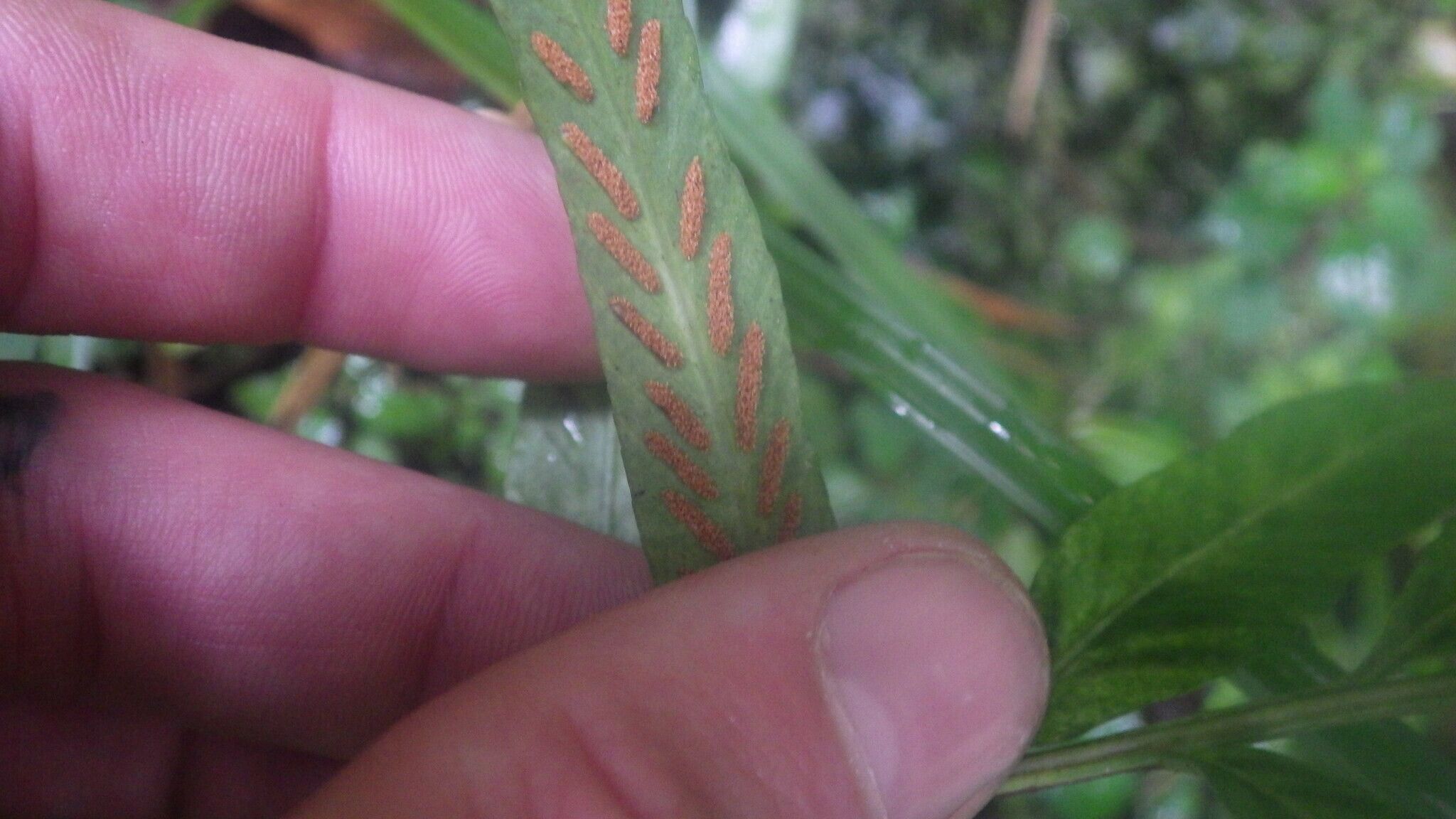 Asplenium poolii leaf