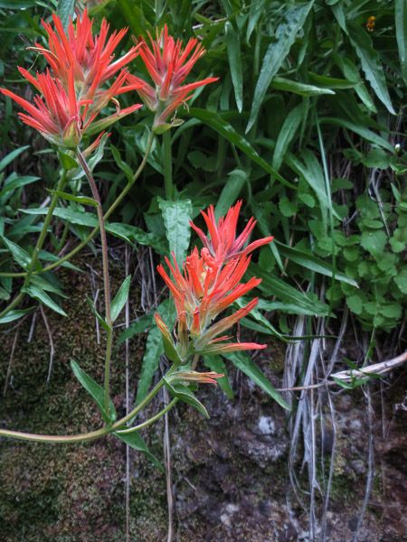Castilleja applegatei habit