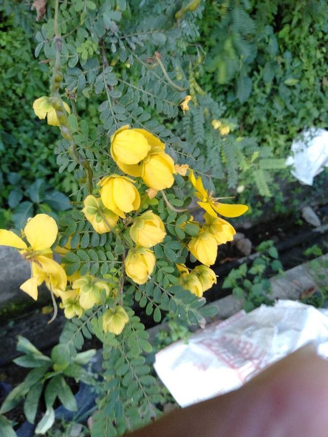 Senna pallida flower