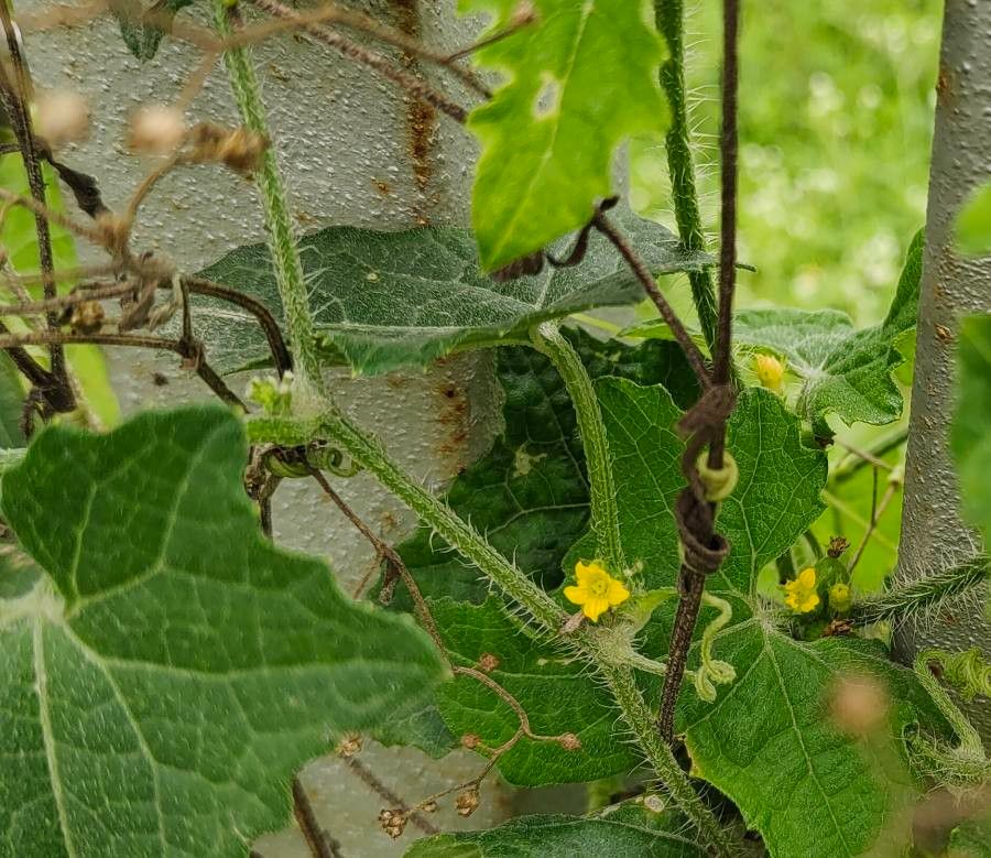 Mukia maderaspatana flower