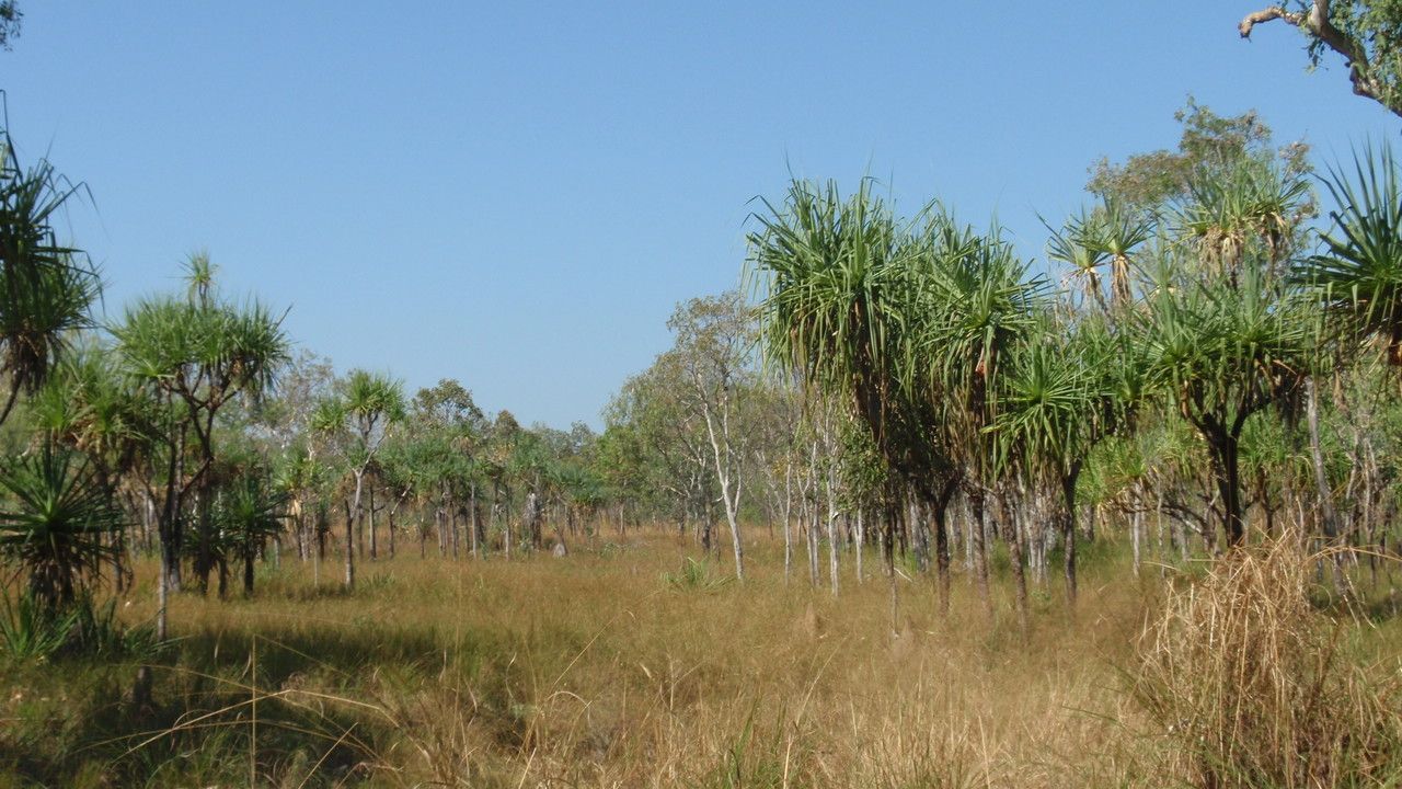 Pandanus spiralis leaf