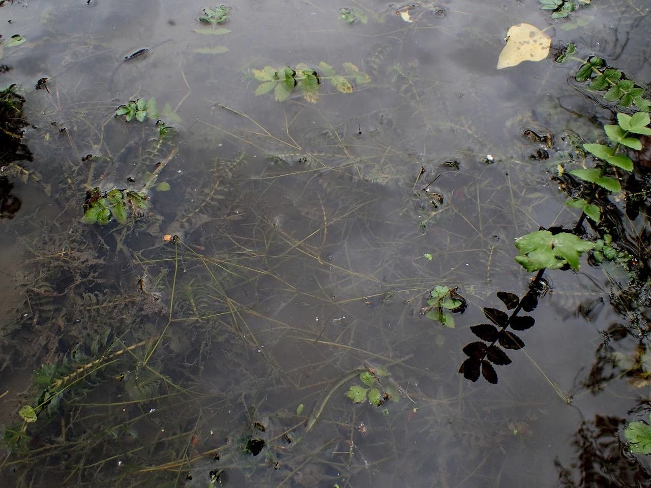 Potamogeton berchtoldii habit