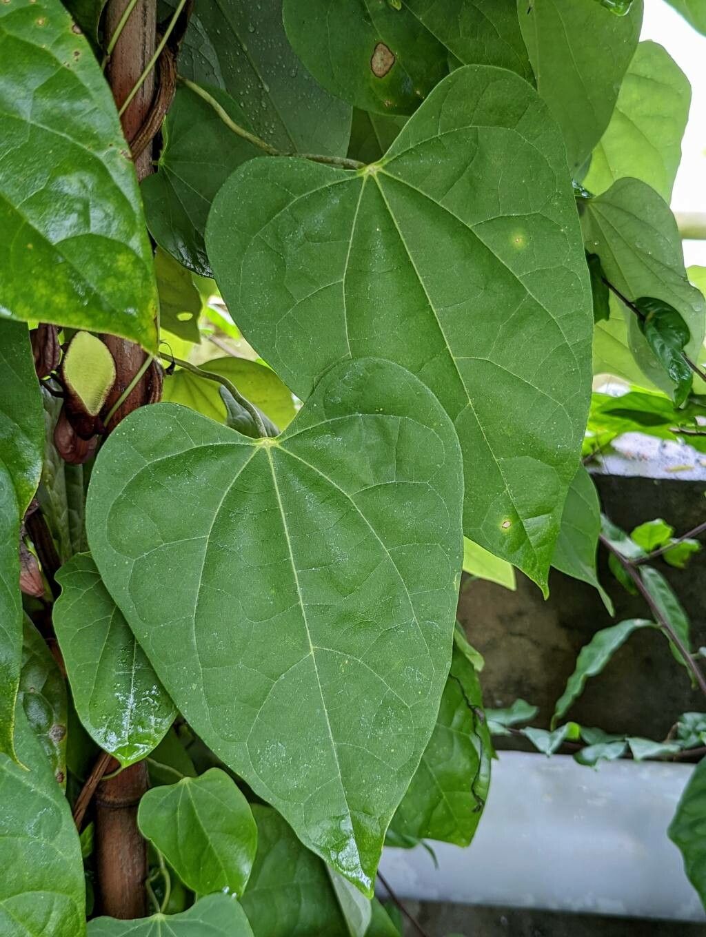 Aristolochia guentheri — search result for 'Aristolochia'