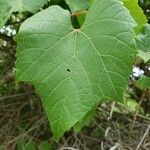 Vitis Aestivalis