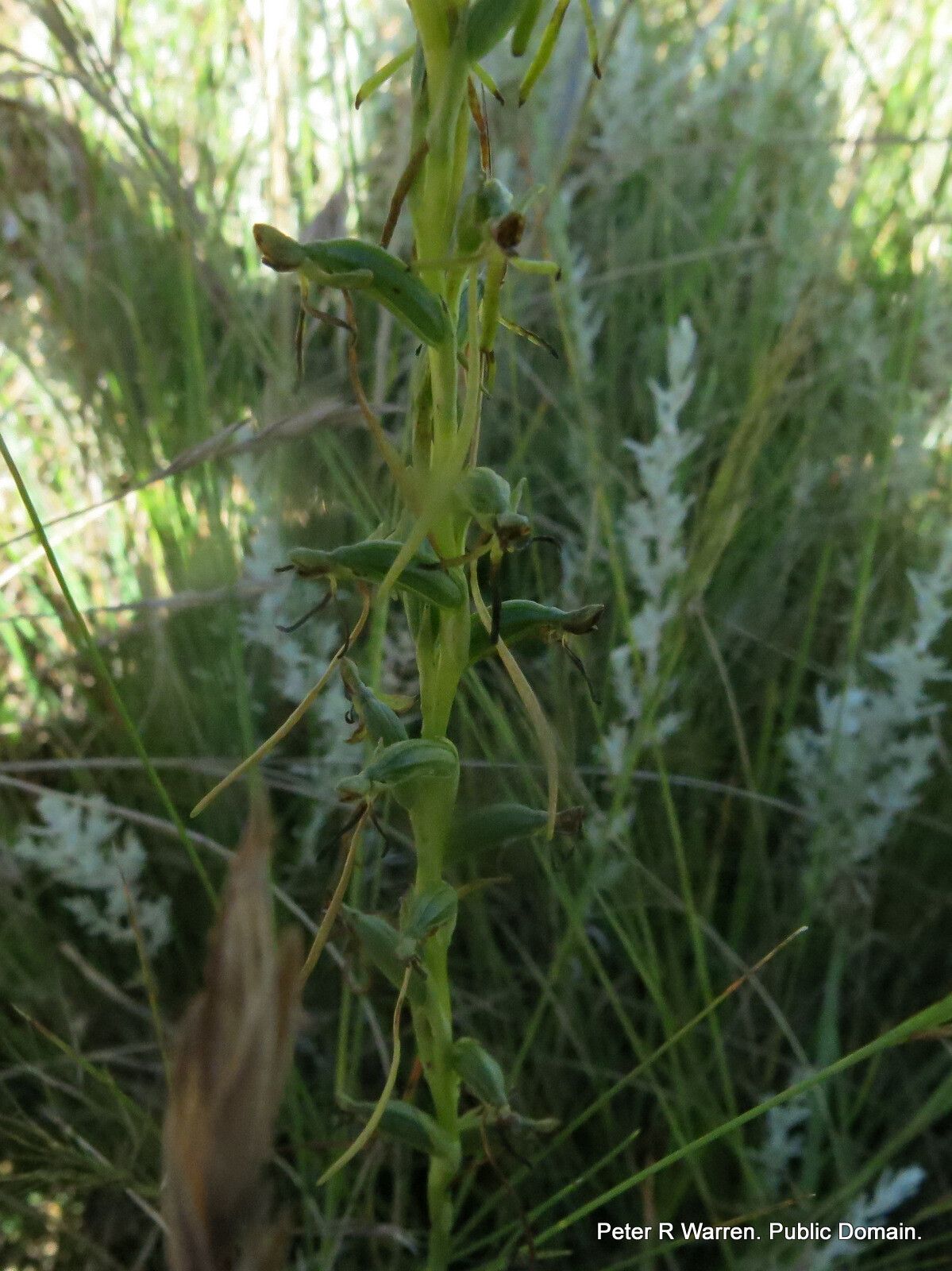 Habenaria filicornis — houseplant care guide