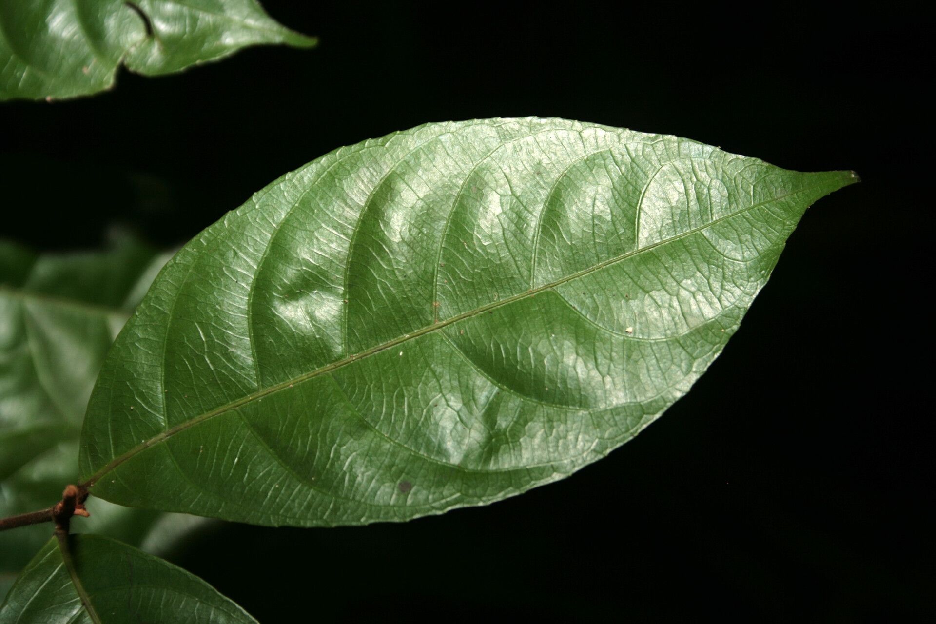 Rinorea pubiflora — houseplant care guide