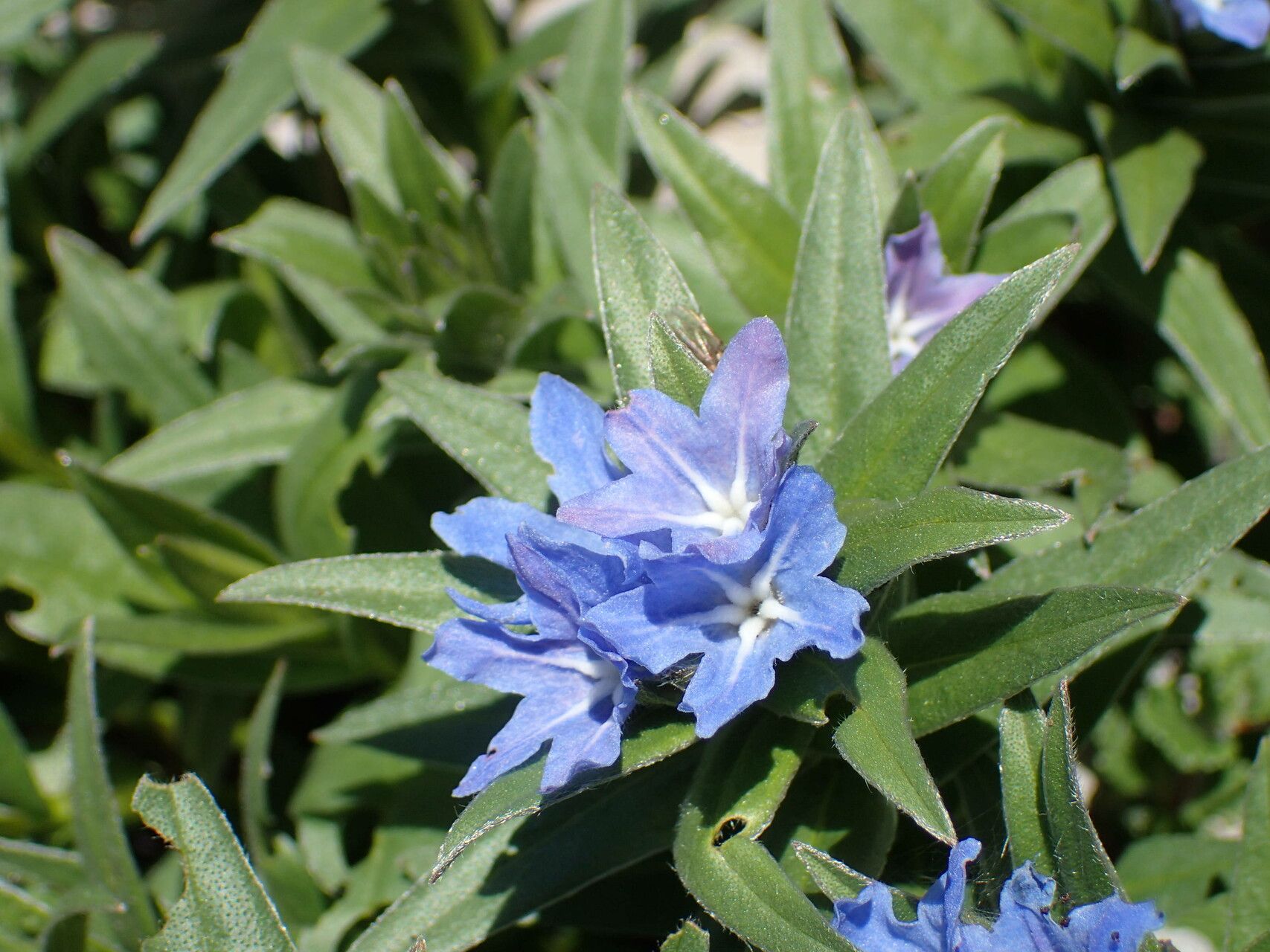 Glandora gastonii flower