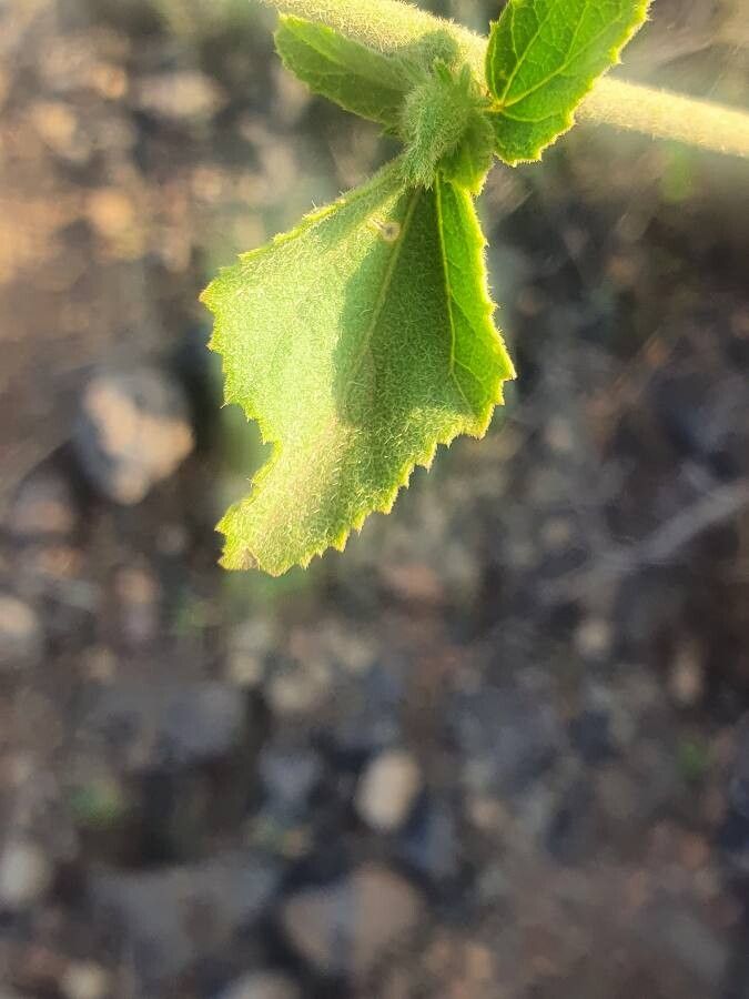 Hibiscus aponeurus — search result for 'Hibiscus'