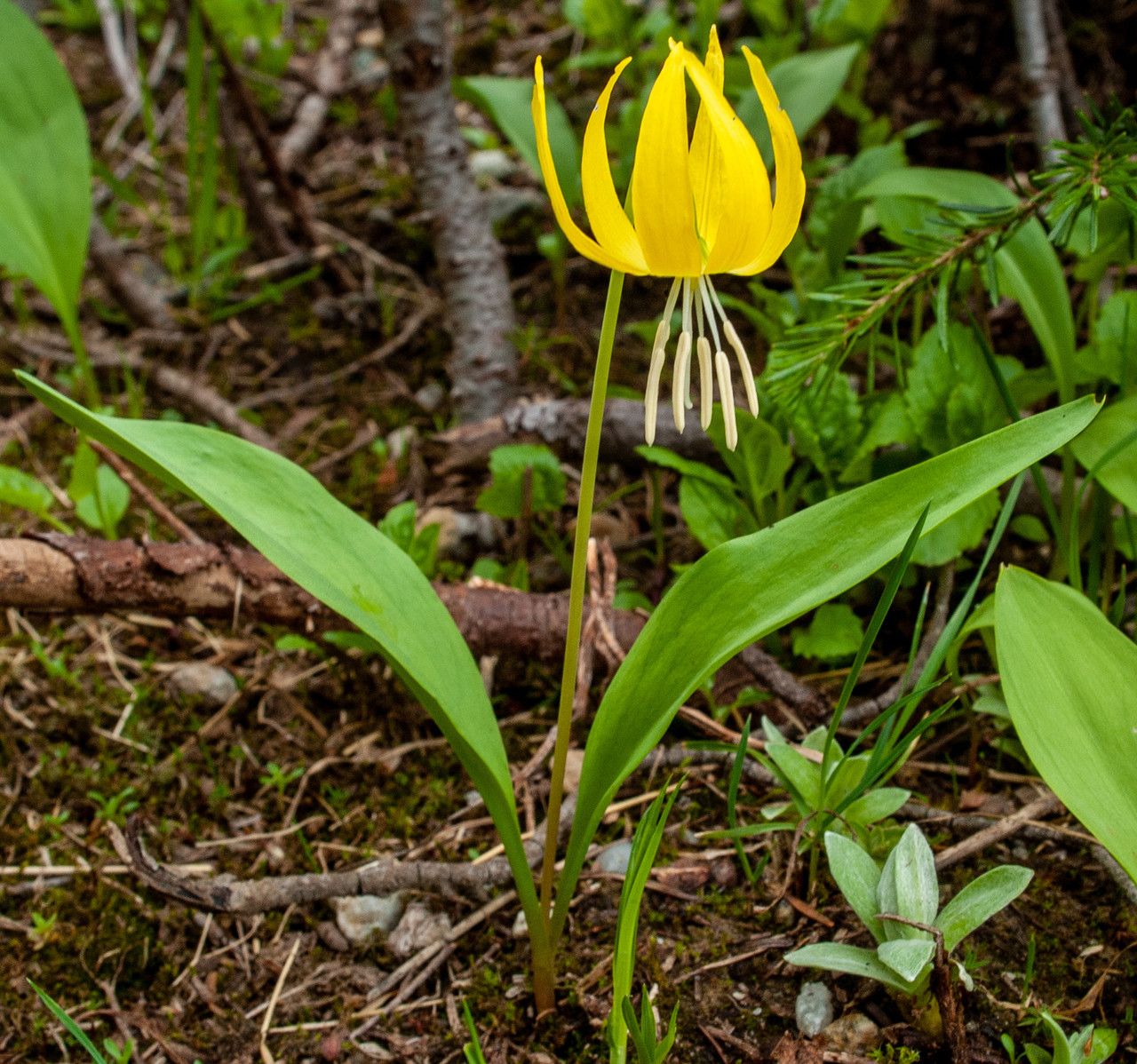 Erythronium grandiflorum habit