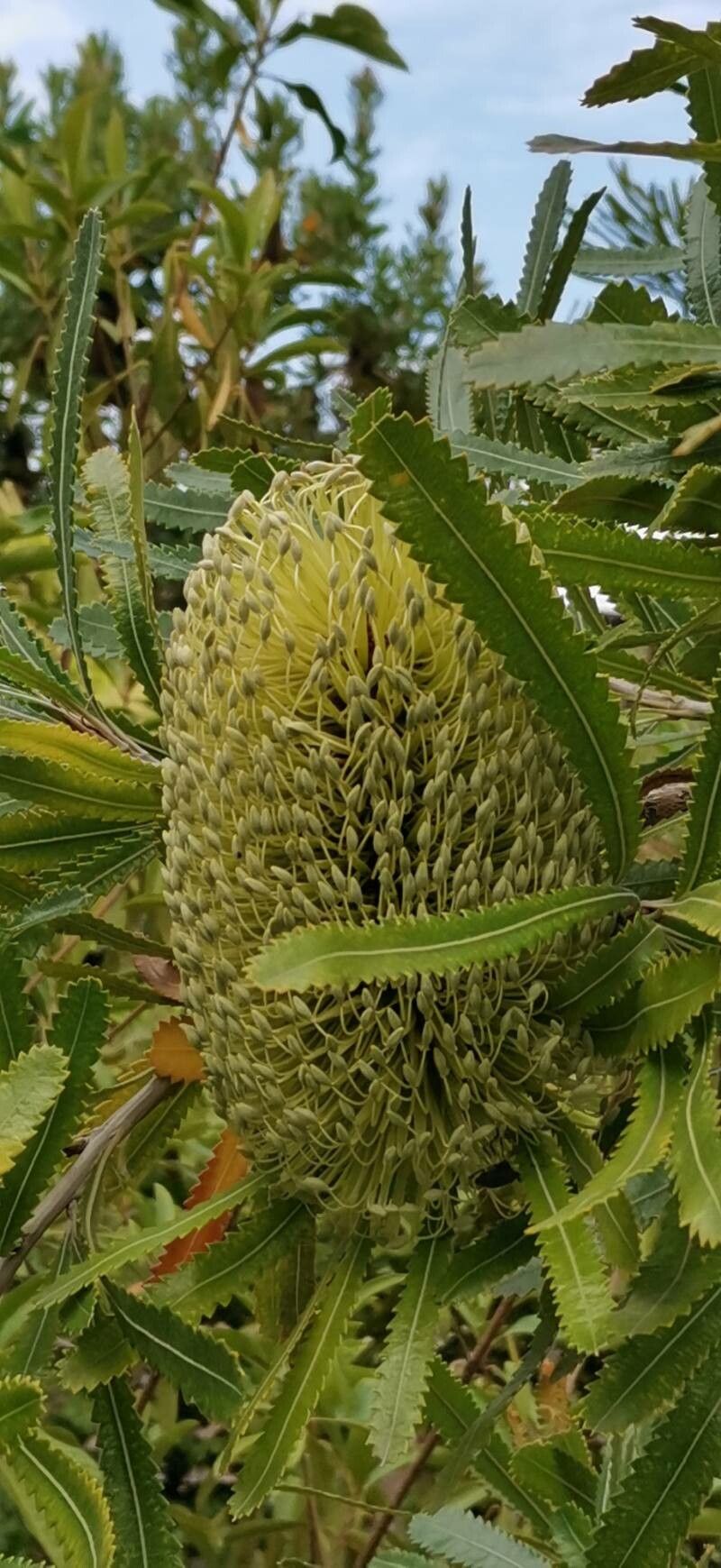 Banksia aemula flower