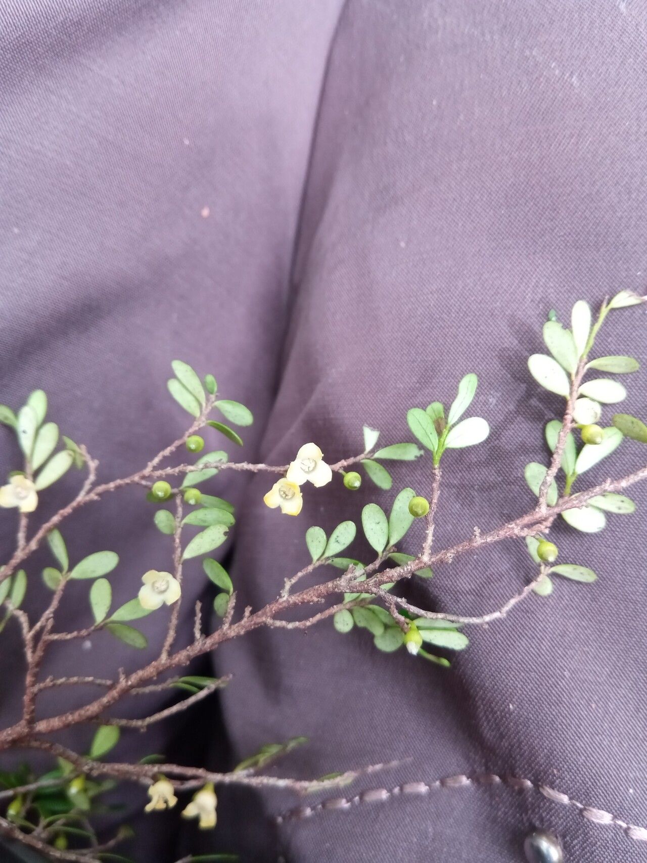 Diospyros olacinoides flower