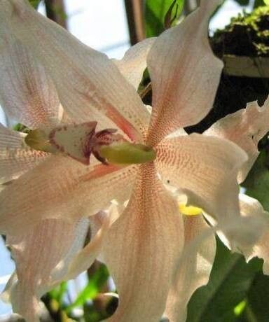 Paphinia herrerae — related species from the same genus