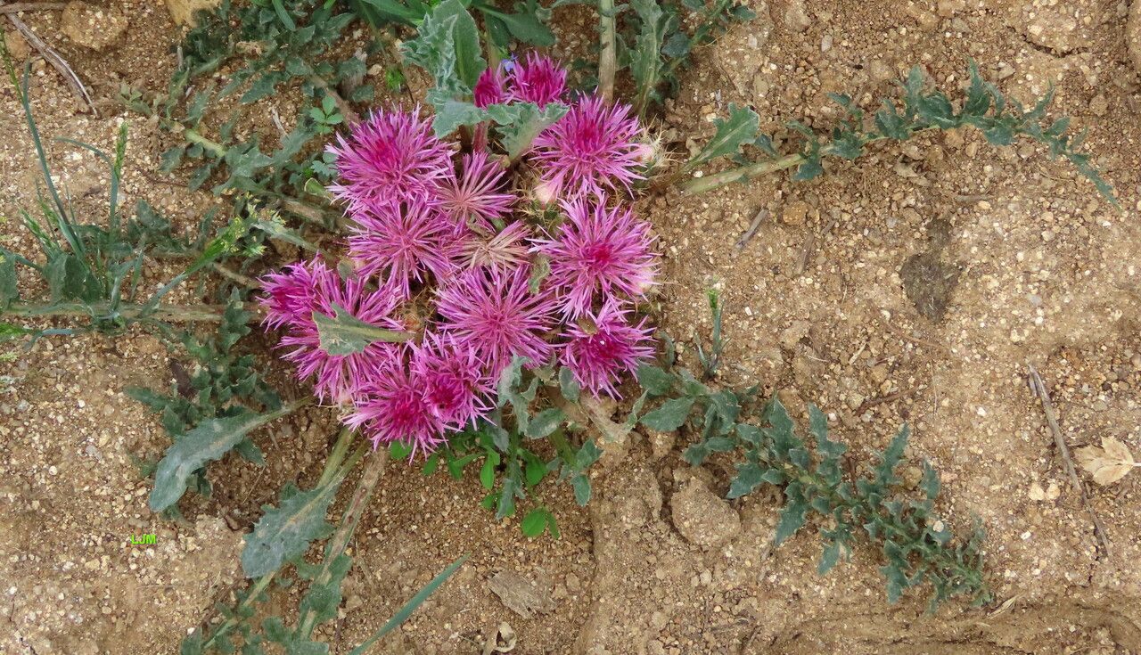 Centaurea amblensis flower