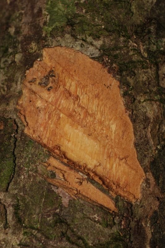 Licaria cannella other