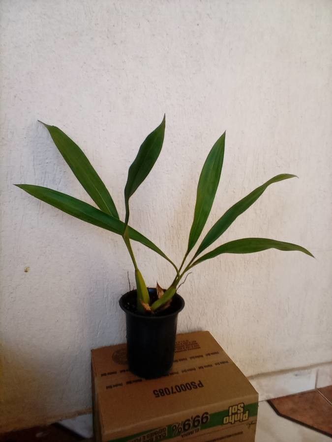 Coelogyne flaccida — houseplant care guide