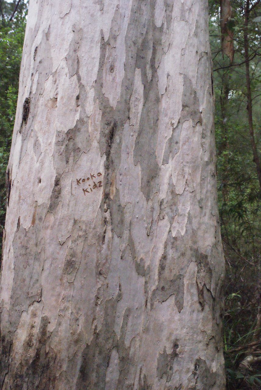 Eucalyptus diversicolor — houseplant care guide