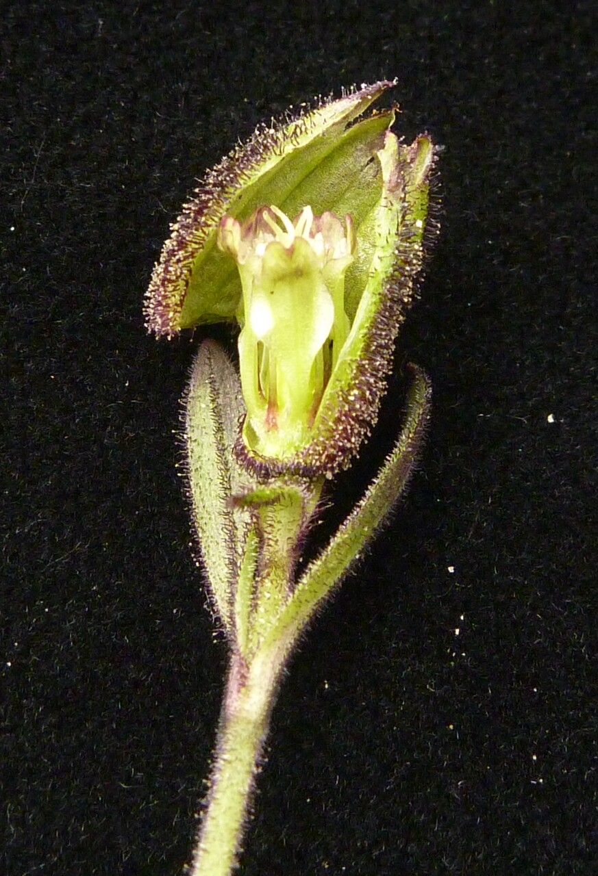 Silene himalayensis habit