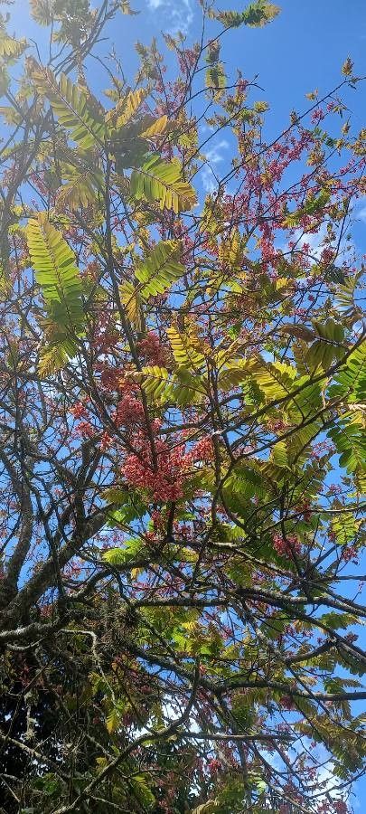 Cassia javanica leaf