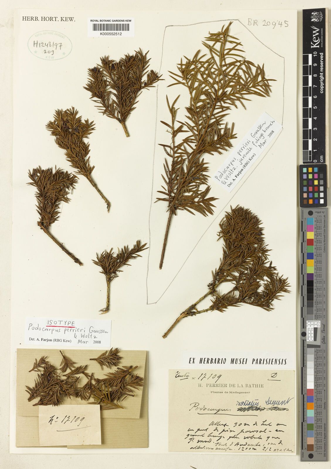 Podocarpus perrieri — search result for 'Podocarpus'