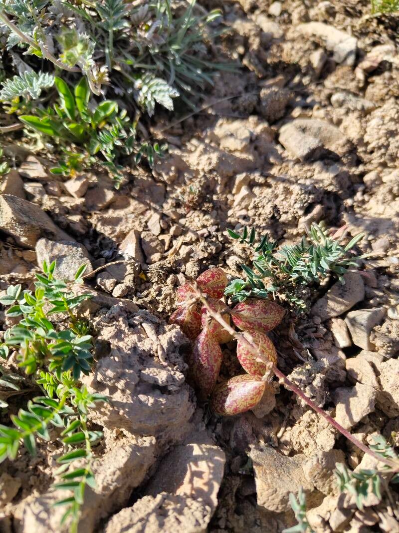 Astragalus beketowii fruit
