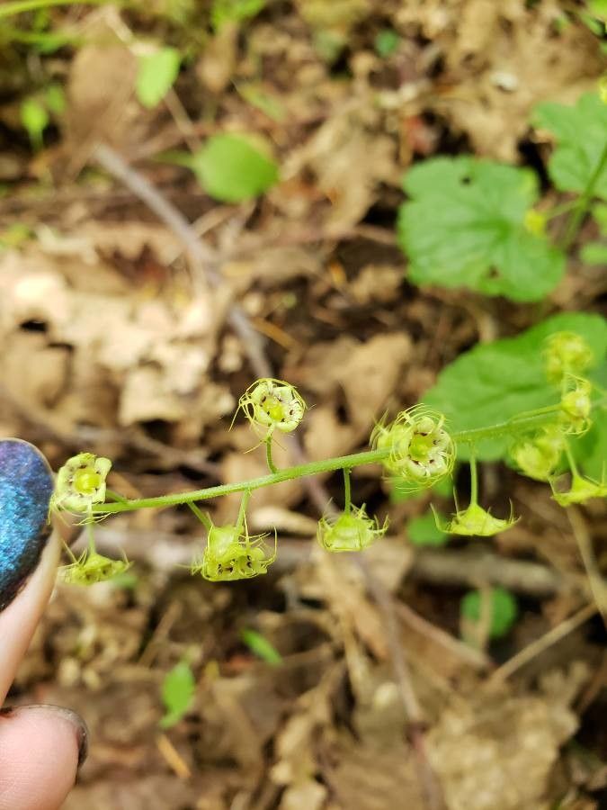 Mitella breweri flower