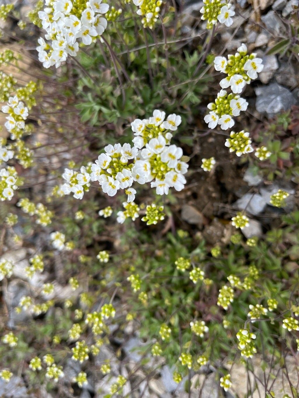 Draba doerfleri flower