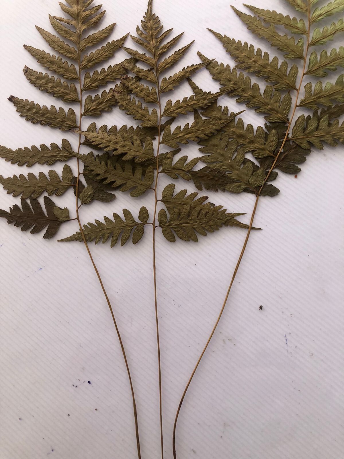 Diplazium lonchophyllum — houseplant care guide