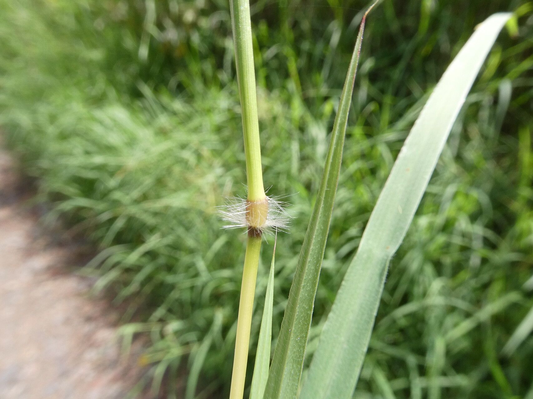 Bothriochloa pertusa other