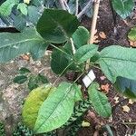 Jatropha integerrima