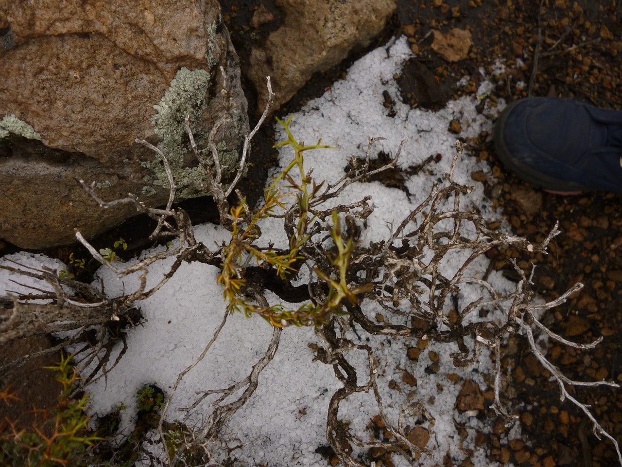 Senecio spinosus habit