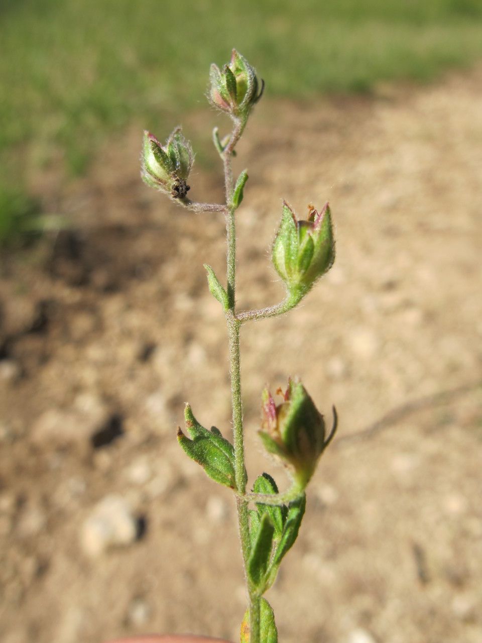 Helianthemum salicifolium fruit