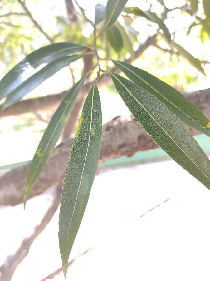 Ocotea coriacea leaf