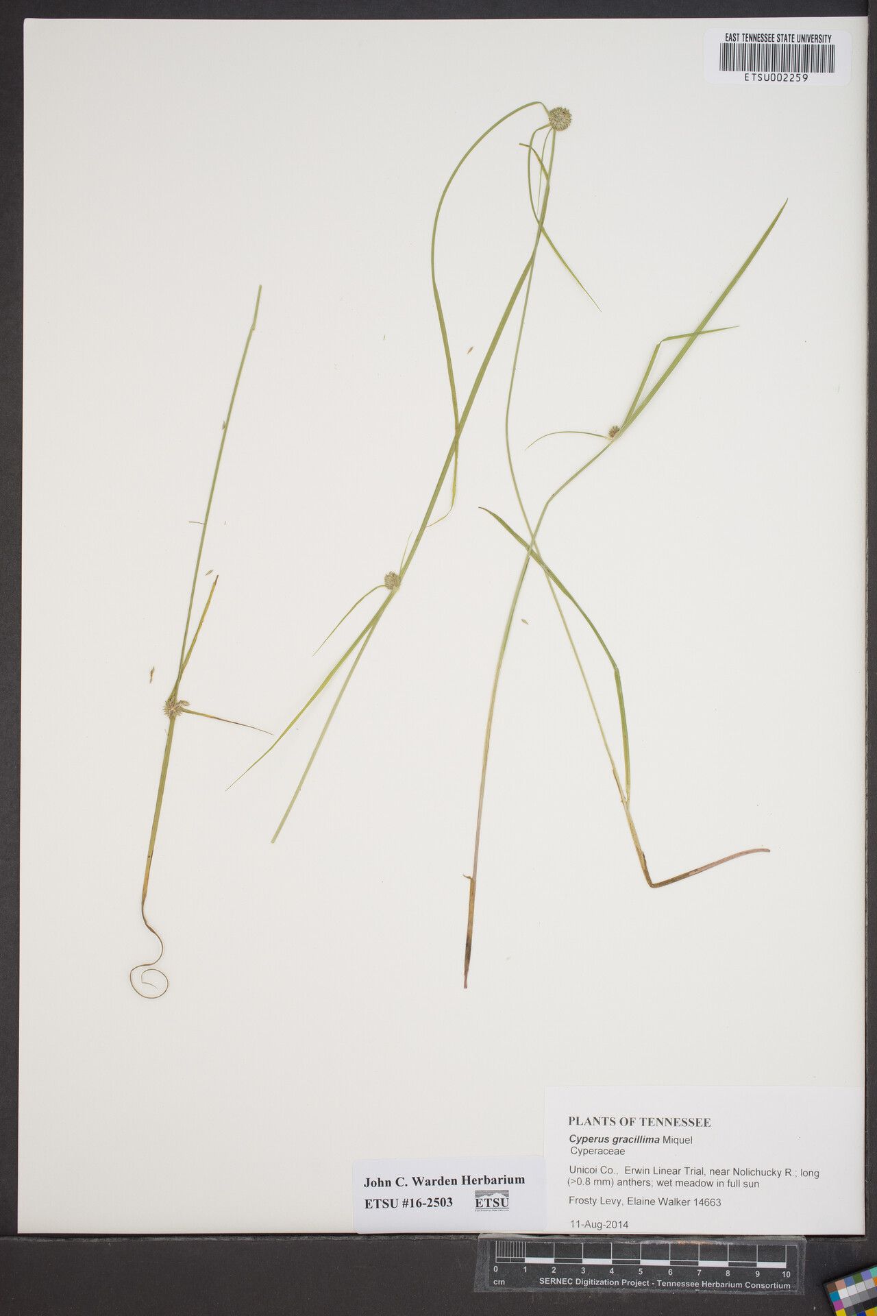 Cyperus gracillimus — houseplant care guide