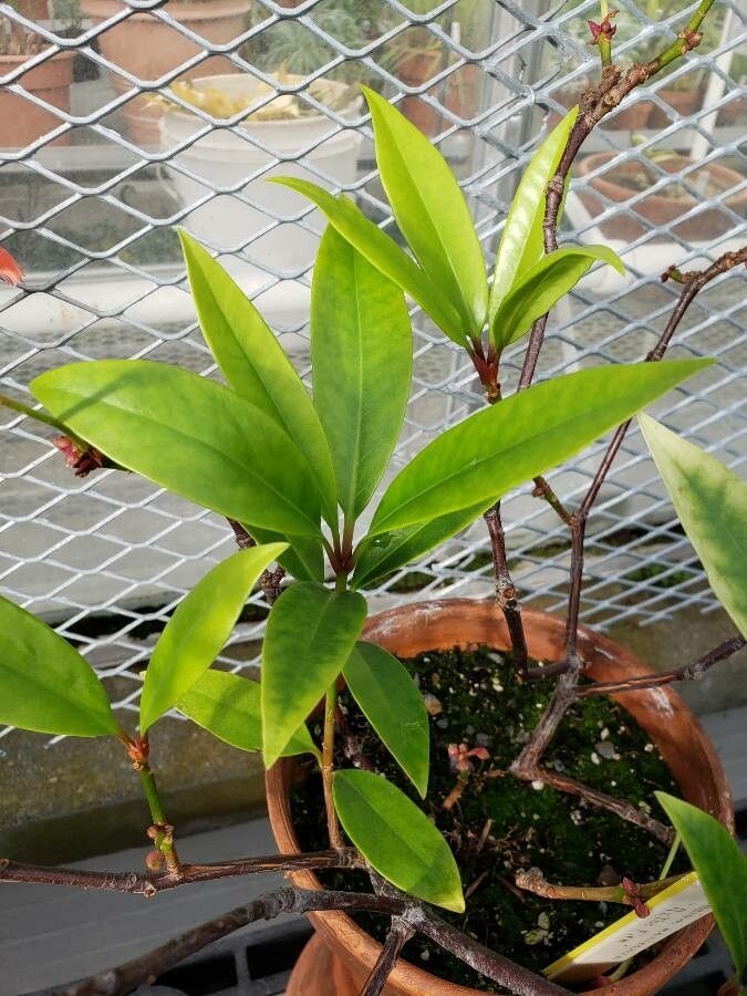 Illicium mexicanum — related species from the same genus