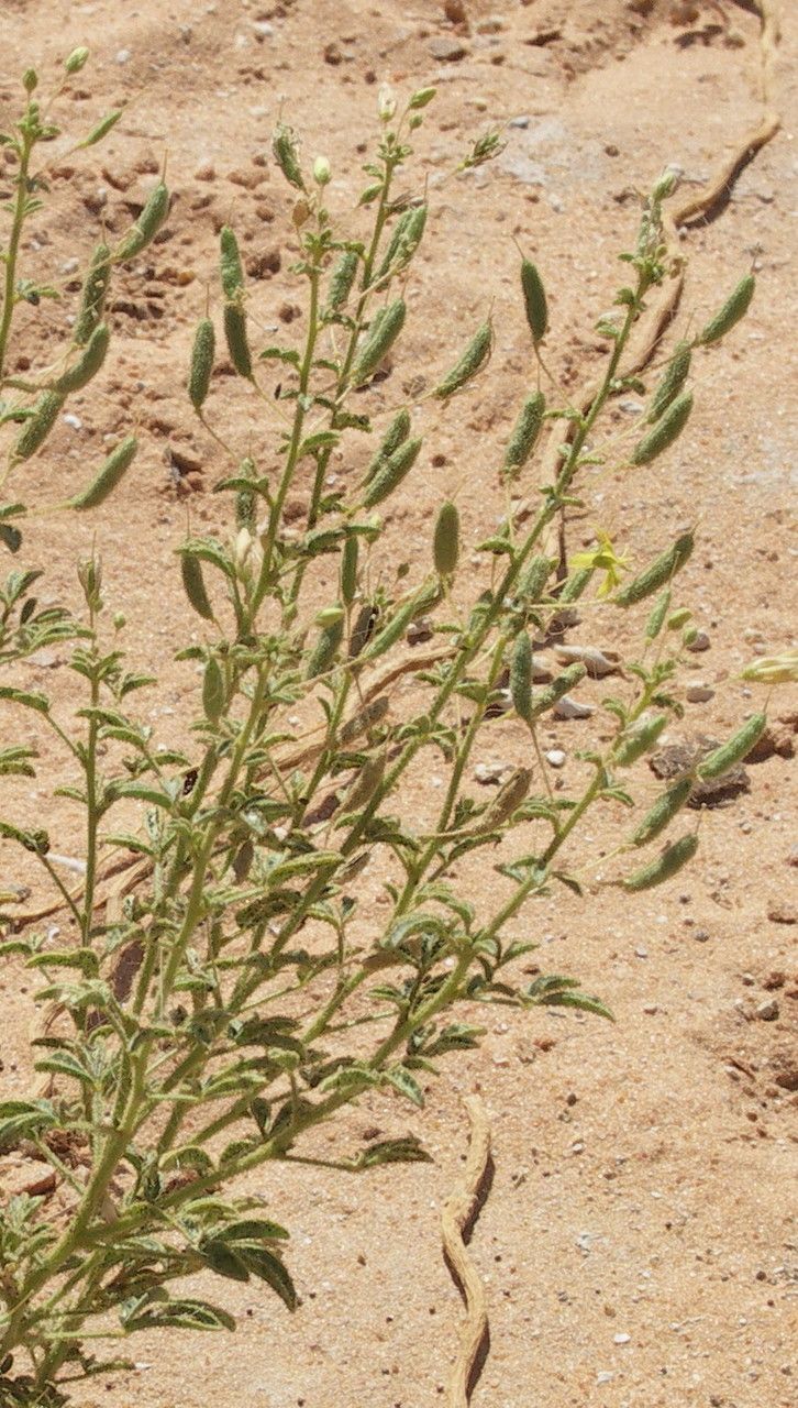 Cleome brachycarpa fruit