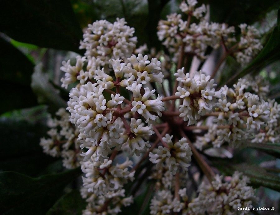 Pittosporum morierei flower