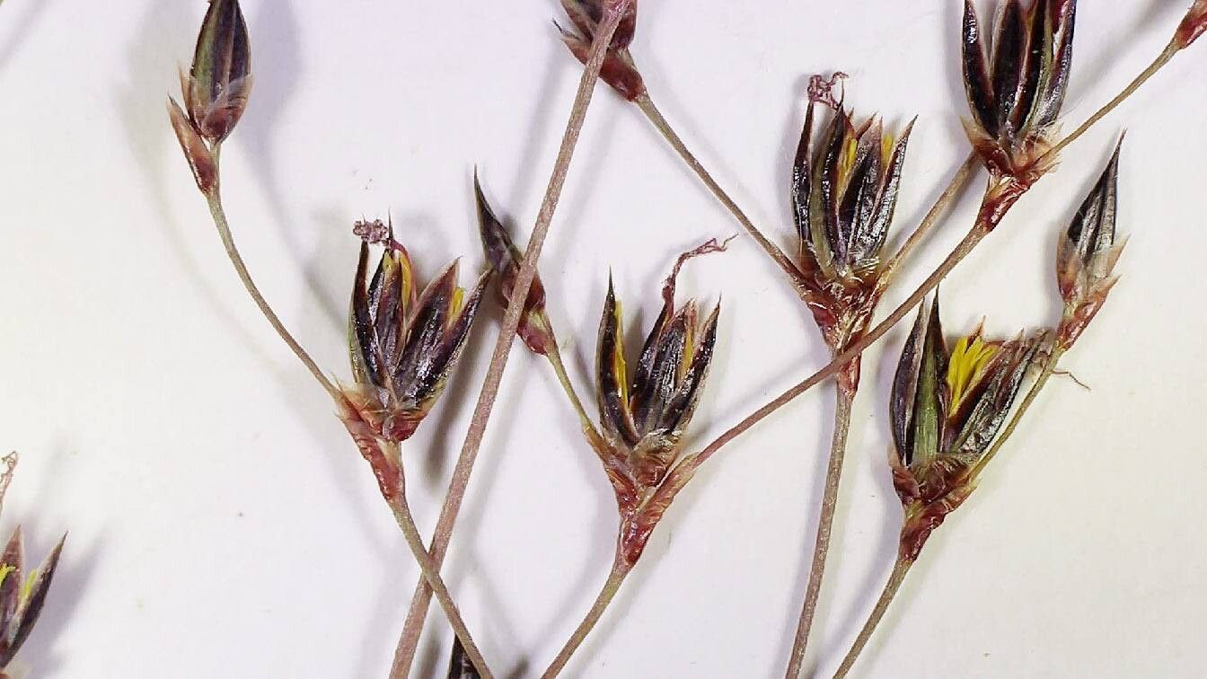 Juncus fernandez-carvajaliae flower