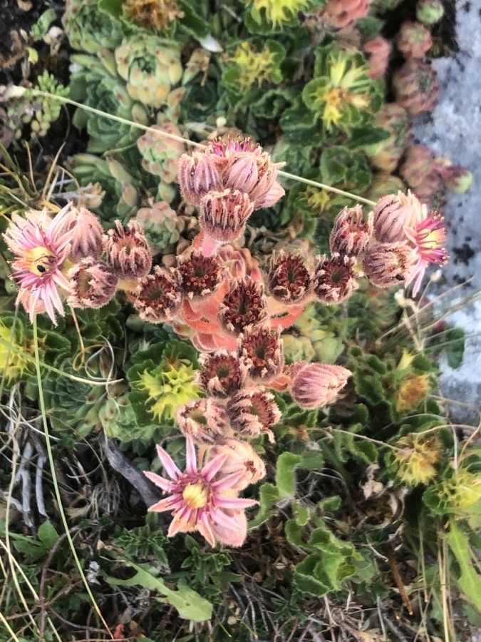 Sempervivum vicentei habit