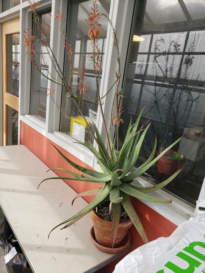 Aloe pictifolia habit