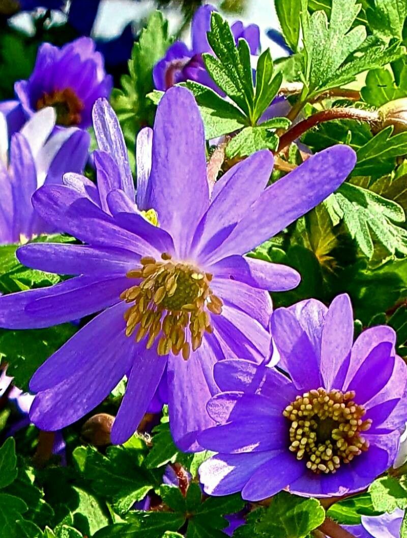 Anemone blanda flower