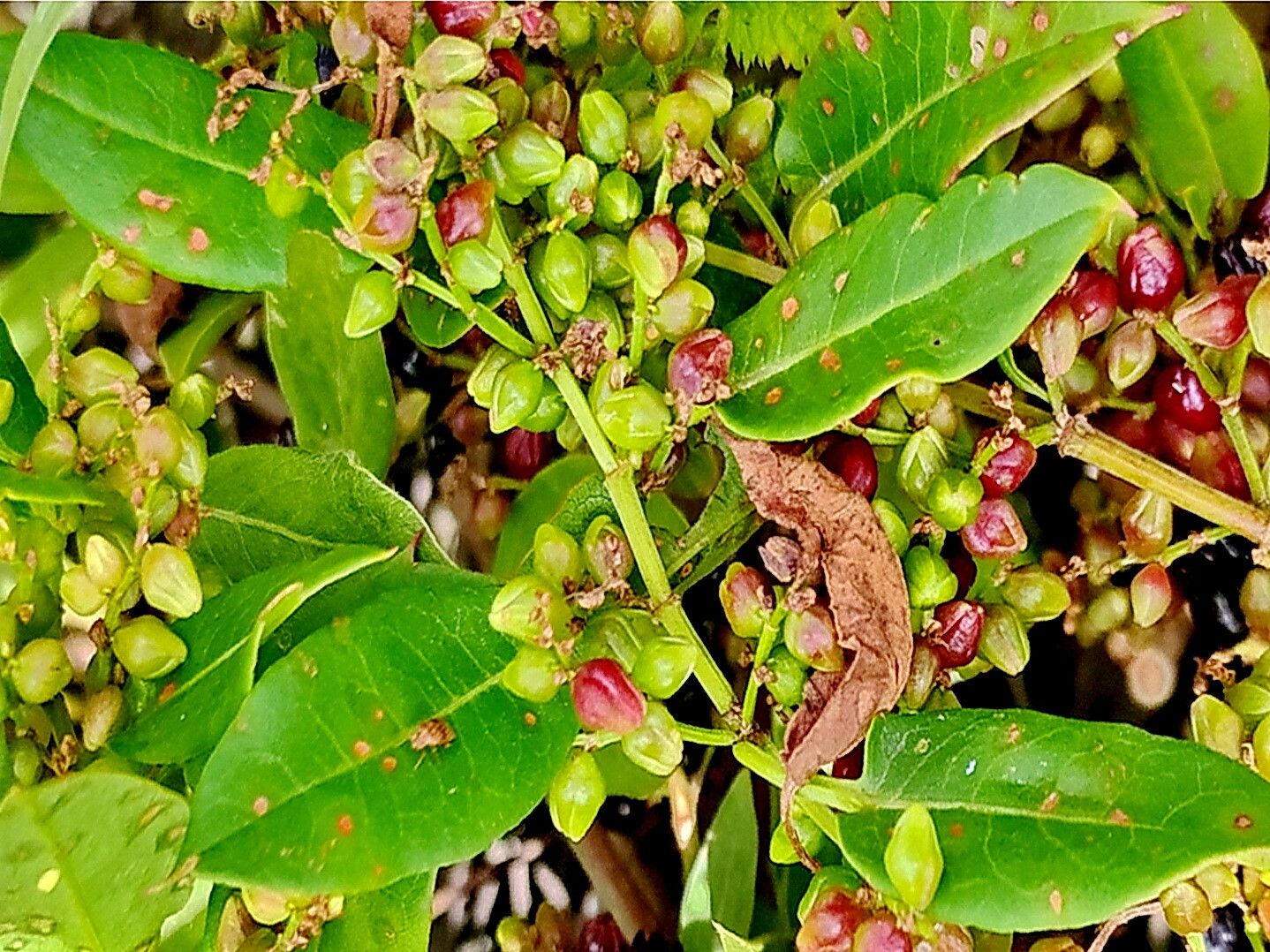 Muehlenbeckia tamnifolia — search result for 'Muehlenbeckia'